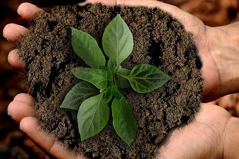 Leaf in Hand Image